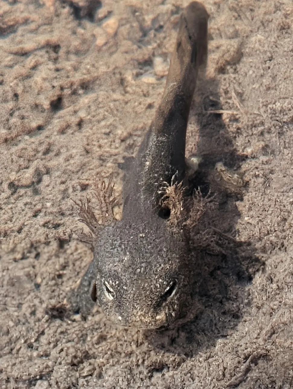 Salamandre